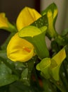 Close-up of Bright Yellow Calla Lilies Royalty Free Stock Photo