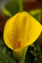 Close-up of Bright Yellow Calla Lilies Royalty Free Stock Photo