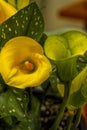 Close-up of Bright Yellow Calla Lilies Royalty Free Stock Photo