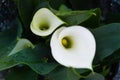 Calla lilies with drop of rain Royalty Free Stock Photo