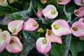 Calla lilies with drop of rain Royalty Free Stock Photo