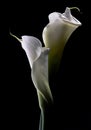 Calla Lilies Entwined Royalty Free Stock Photo