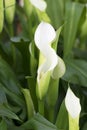 Calla lilies flower in garden.Zantedeschia aethiopica , Calla Lily Royalty Free Stock Photo