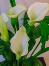 Calla lilies Flowers,White calla cultivated in a flower pot Royalty Free Stock Photo