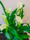 Calla lilies Flowers,White calla cultivated in a flower pot Royalty Free Stock Photo