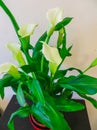 Calla lilies Flowers,White calla cultivated in a flower pot Royalty Free Stock Photo
