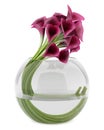 Calla lilies in glass vase isolated on white Royalty Free Stock Photo