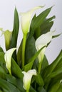 Calla lilies Royalty Free Stock Photo