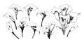 Calla lilies set sketch hand drawn Vector illustration