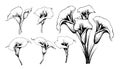 Calla lilies set sketch hand drawn Vector illustration Garden flowers