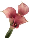 Calla lilies Royalty Free Stock Photo