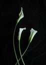 Calla lilies white black background greeting card Royalty Free Stock Photo