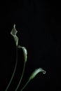 Calla lilies white black background greeting card Royalty Free Stock Photo