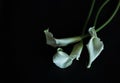 Calla lilies white black background greeting card Royalty Free Stock Photo