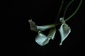 Calla lilies white black background greeting card Royalty Free Stock Photo