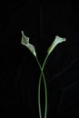 Calla lilies white black background greeting card Royalty Free Stock Photo