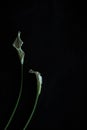 Calla lilies white black background greeting card Royalty Free Stock Photo