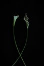 Calla lilies white black background greeting card Royalty Free Stock Photo