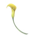 Calla lilies Yellow flowers branch bouquet isolated on white background. Watercolor hand drawn botanic sketch Royalty Free Stock Photo