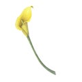 Calla lilies Yellow flowers branch bouquet isolated on white background. Watercolor hand drawn botanic sketch Royalty Free Stock Photo