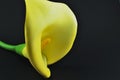 Calla Lilly on Black Royalty Free Stock Photo
