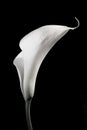 Calla Lilly in Black and White Royalty Free Stock Photo