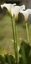 Calla Lilly in Bloom Royalty Free Stock Photo