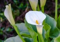 Calla Lilly Bloom Royalty Free Stock Photo