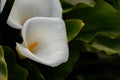 Calla Lilly Blooms In the Wild Royalty Free Stock Photo