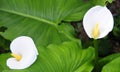 Calla Lilly Royalty Free Stock Photo