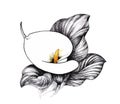 Calla lilly floral, black and white illustration background Royalty Free Stock Photo