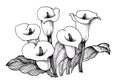 Calla lilly floral, black and white illustration background Royalty Free Stock Photo