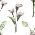 Calla lilly flowers bouquet seamless pattern Translucent watercolor floral arrangement Transparent flowers botanical illustration Royalty Free Stock Photo