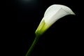 Calla lilly isolated on black Royalty Free Stock Photo