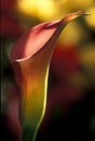 Calla Lilly one Royalty Free Stock Photo