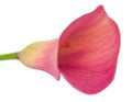Calla lilly Royalty Free Stock Photo