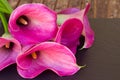 Calla lilly Royalty Free Stock Photo