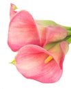 Calla lilly Royalty Free Stock Photo