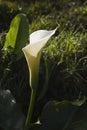 Calla lilly white flower blooming Royalty Free Stock Photo