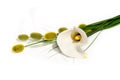 Calla Lilly on White with Willows Royalty Free Stock Photo