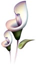 Calla lily