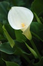 Calla lily Royalty Free Stock Photo