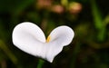 a white calla lily blossom in sunshine