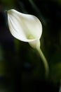 Calla Lily Royalty Free Stock Photo