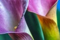 Caslla lily in close up with water drops Royalty Free Stock Photo