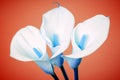 Calla lily arum flower abstract colors Royalty Free Stock Photo