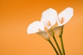 Calla lily arum flower orange background