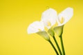 Calla lily arum flower yellow background Royalty Free Stock Photo