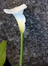 Calla lily, Arum lily, Zantedeschia aethiopica Royalty Free Stock Photo