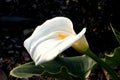 Calla lily, Arum lily, Zantedeschia aethiopica Royalty Free Stock Photo